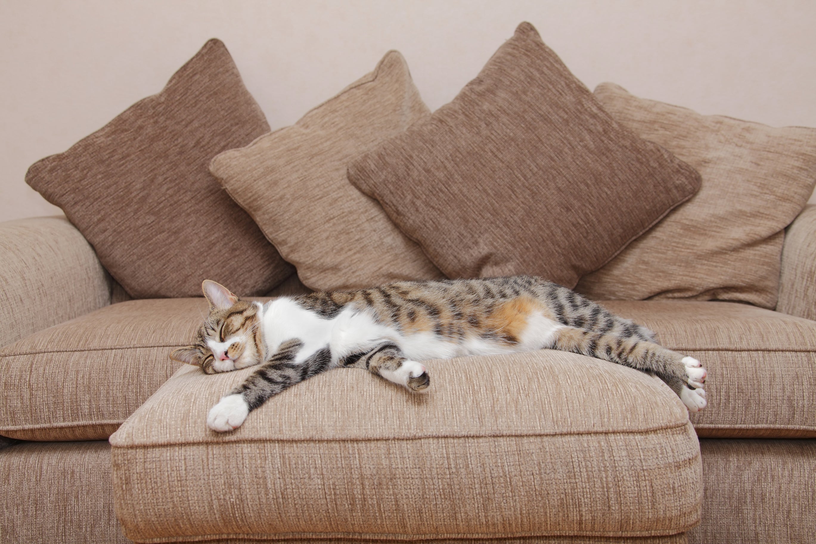 neutral coloured cushions on a sofa with a cat sleeping on a footstool